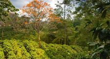 Las plantas de caf&eacute; se cultivan en regiones tropicales y subtropicales del mundo.