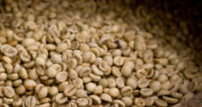 Las semillas de los frutos de caf&eacute; rojo se extraen y se secan