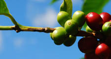 La planta de caf&eacute;